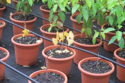 Els plançons amb les fulles grogues són els ginko biloba procedents d'Hiroshima